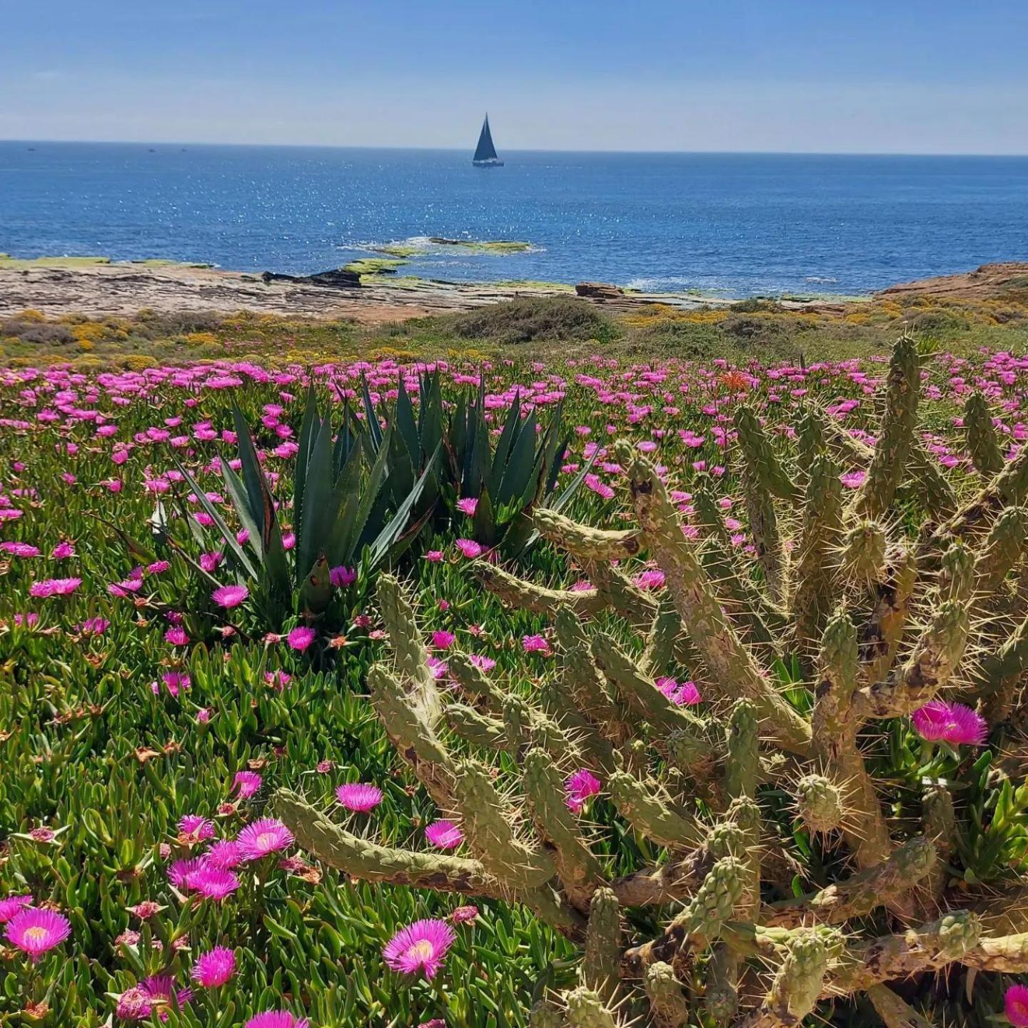 Maravillosa Terraza Con Vistas Al Mar, La Mata تورّيفيِخا المظهر الخارجي الصورة